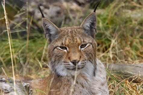 The bobcat is a close relative of the somewhat larger canada lynx. Lynx and Bobcat | San Diego Zoo Animals & Plants