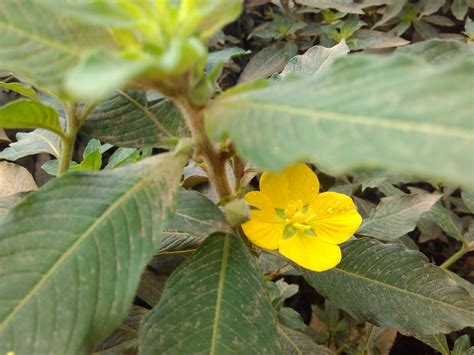 Ludwigia Eflora Of India