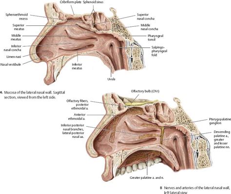 Nasal Cavity Lateral Wall Bones Anatomy Of Nose And Paranasal Sinus The Best Porn Website