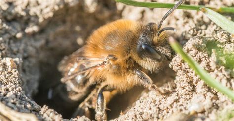 Areas below holes usually show dark carpenter bees are often mistaken for bumble bees. 3 Surefire Ways to Get Rid of Ground Bees Fast (Plus 9 ...
