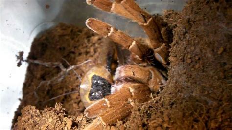 Read these 10 fascinating facts to learn more about tarantulas. Tarantula Feeding Video 27 (Camel Spiders included!) - YouTube