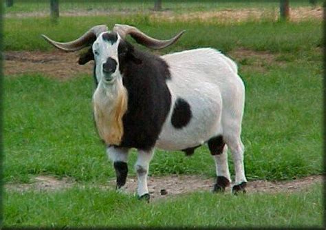 Myotonic Goat Raising Farm Animals Farm Animals Boer Goats