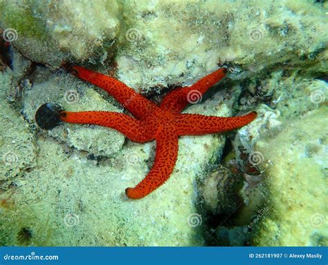 Mediterranean Red Sea Star Or Red Sea Star Red Starfish Echinaster