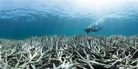 Coral Killer How Heatwaves Are Devastating The Building Blocks Of