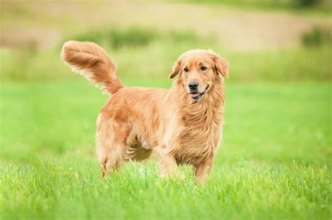 Tudo Sobre A Raça De Cachorro Golden Retriever Entenda Melhor O Seu