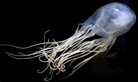 German Tourist Killed By Box Jellyfish In Thailand
