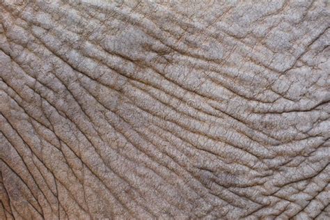 Wrinkled Elephant Skin Stock Photo Image Of Elephant 79754888