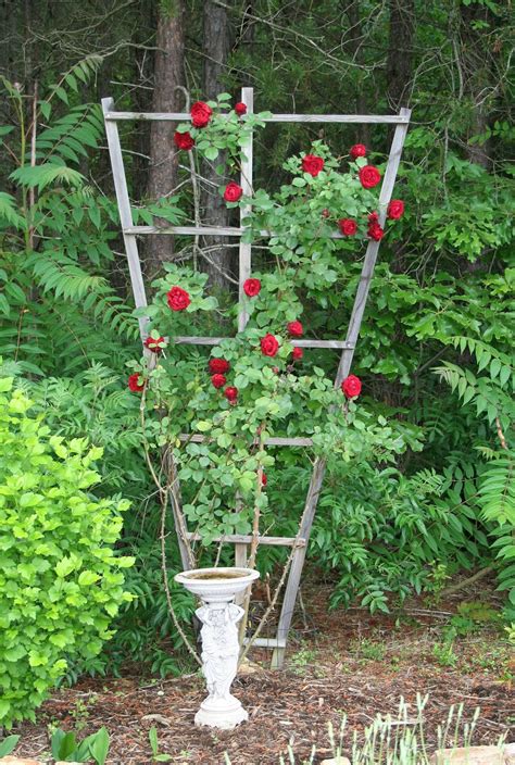 Seven Oaks Home And Garden Joy How To Build A Trellis For Climbing Roses