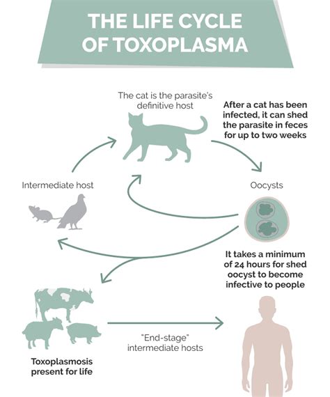 Can Indoor Cats Get Toxoplasmosis What You Need To Know Hepper