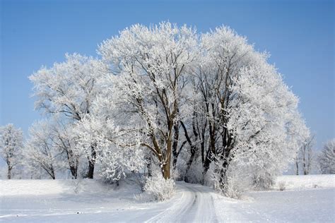 Tree Nature Branch Snow Cold Winter Frost Ice Weather Season Crown