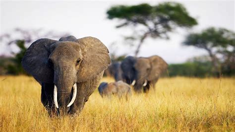 Elefante Animal Africa Natureza Papel De Parede Para Celular