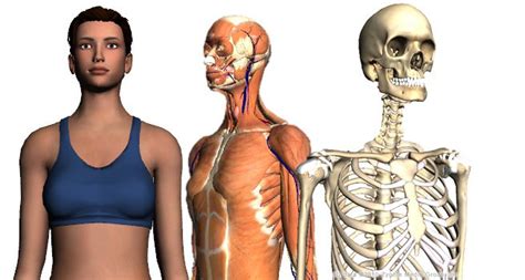 Conociendo El Cuerpo Humana Su Anatomía Y Fisiología Anatomía Y
