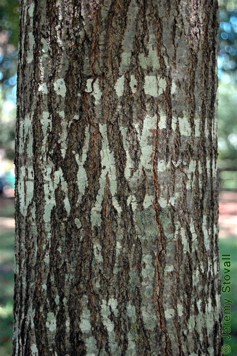 Image Result For Red Oak Tree Bark Oak Tree Bark Red Oak Tree Oak Tree