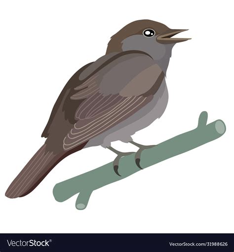 Nightingale Bird In Natural Style Isolated Object Vector Image