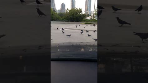 Crows At The Still Creek Rookery Youtube