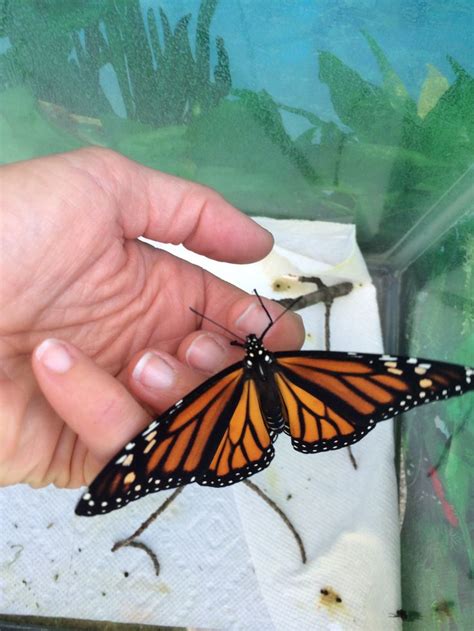 Monarch Butterfly Watched This Beauty Develop From A Caterpillar Then