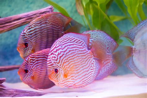 Premium Photo Close Up On Tropical Fish Of The Symphysodon Discus Fishes