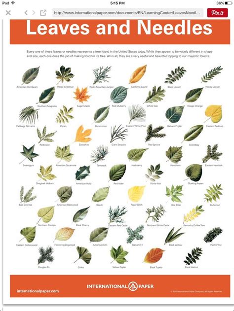 Printable Leaf Chart Tree Leaf Identification Tree Identification