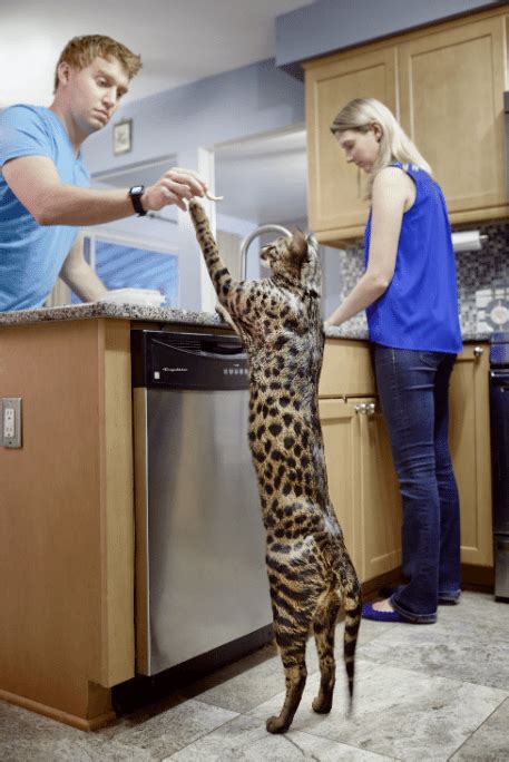 This Cat Just Set The Guinness World Record For The Longest Tail