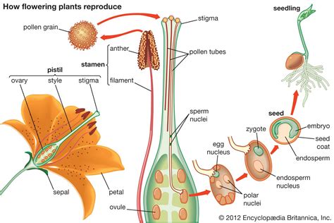 Stamen Definition Plant Flower Function Description And Facts Britannica