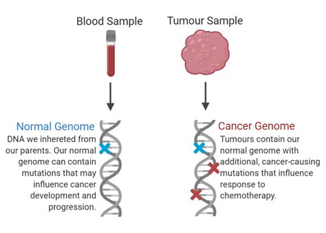 Genome Sequencing Helps Prioritize Cancer Treatment Options Genome