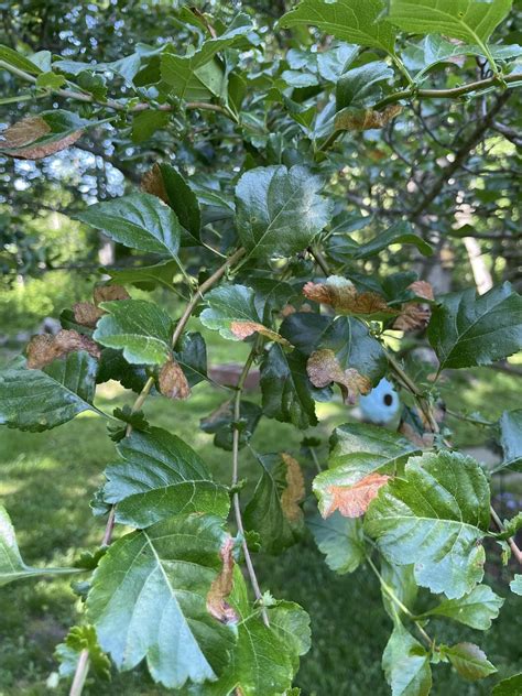 Crabapple Tree Leaf Damage Rarborists