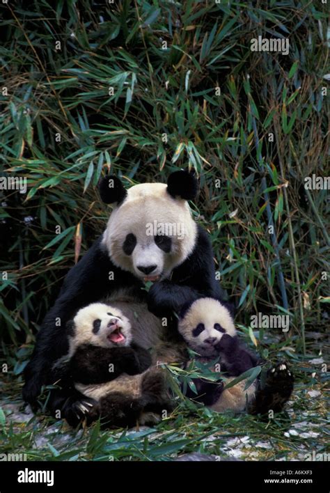 Mother Giant Panda With Two Cubs In The Bamboo Bush Wolong Sichuan