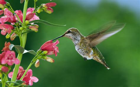 Download, share or upload your own one! Favorite Pink Flowers Of Female Feeders 4k Ultra Hd ...
