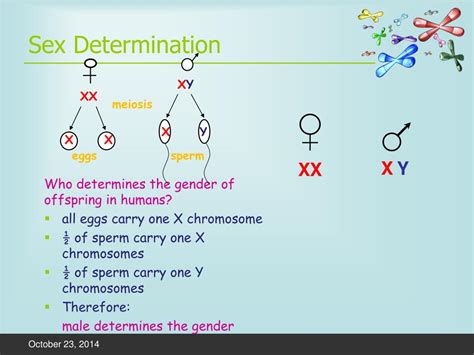 ppt sex determination and nondisjunction disorders powerpoint presentation id 5776316