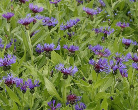 We did not find results for: Flockenblume - Pflanzen, Pflege und Tipps - Mein schöner ...