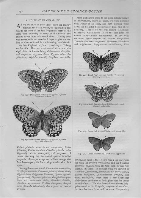 Vintage Butterflies Moths Insects Printables 300dpi Etsy