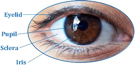 The Outer Look Of A Human Iris The Iris Is A Circular Structure