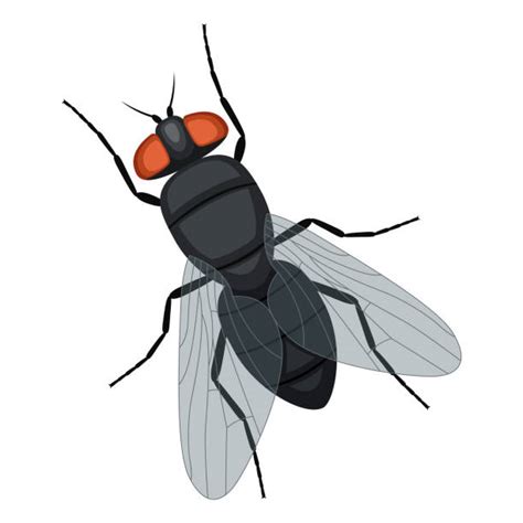 Fly Insect Illustrations Royalty Free Vector Graphics And Clip Art Istock