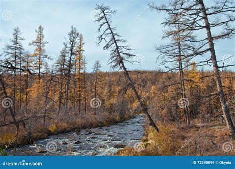 Stream In The Autumn The Siberian Taiga Stock Image Image Of Stream