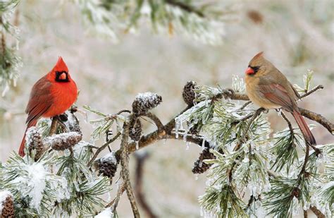 Download Pine Branch Winter Cardinal Bird Animal Northern Cardinal