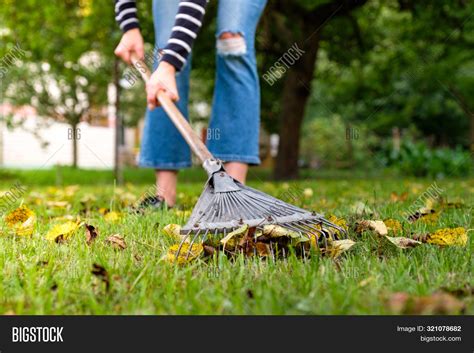 Raking Fallen Leaves Image And Photo Free Trial Bigstock