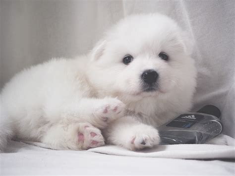 Samoyed puppies are cute, cuddly and tons of fun. Samoyeds puppies on Behance
