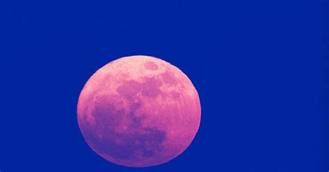 The lunar spectacle means the moon will form an unusually giant disc overhead, and will be especially bright. Rare 'pink' super moon will appear over Scotland's skies ...