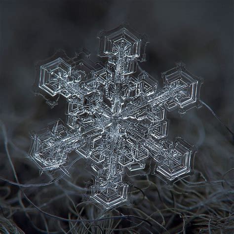 These macro photos of snowflakes are tot. Stunning snowflakes photographs - Vuing.com