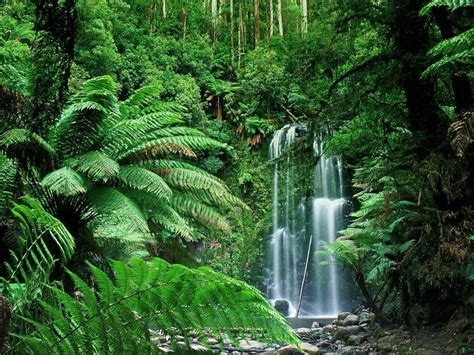 Tropical Rainforest Habitats