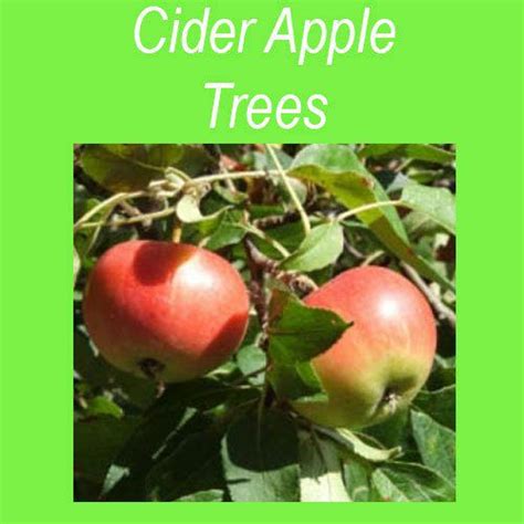 Cider Apple Tree Camelot Clarenbridge Garden Centre
