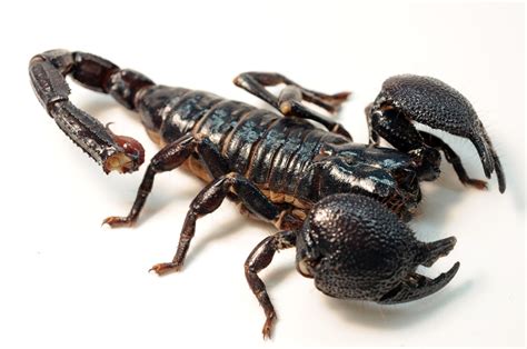 Filefemale Emperor Scorpion Wikimedia Commons