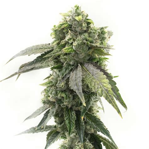 G13 Autoflower Cannabis Seeds Indopedia