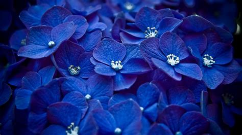 Purple flowers spring desktop wallpaper. HD Blue Flower Wallpapers.