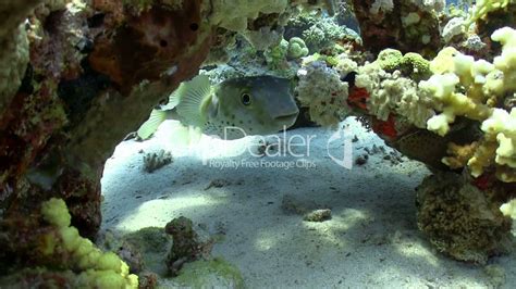 Pufferfish On Coral Reef Red Sea Lizenzfreie Stock Videos Und Clips