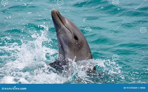 Dolphin Smile Stock Image Image Of Public Dolphin Water 91470369