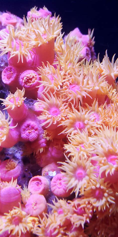 Pink And White Coral Reef · Free Stock Photo