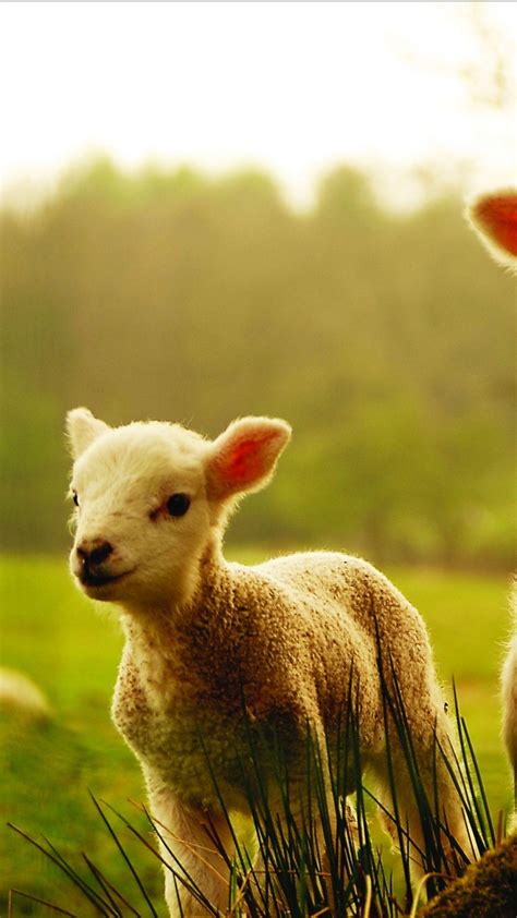 Cute Sheep Wallpapers Top Free Cute Sheep Backgrounds Wallpaperaccess