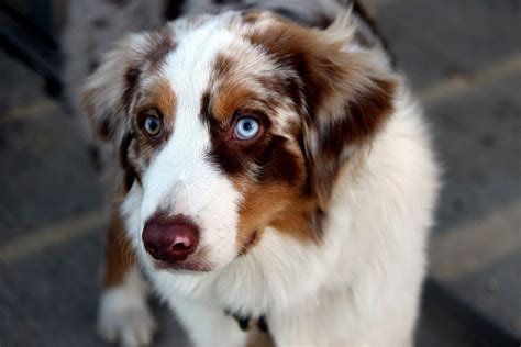 short haired australian shepherd all thing you need to know