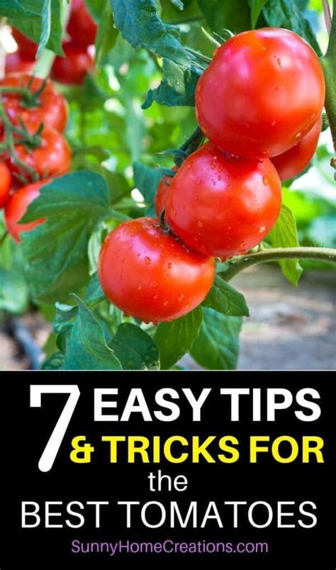 7 Tips And Hacks To Grow Huge Juicy Tomatoes Growing Tomato Plants